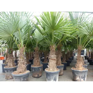 5 Stück XXL Stämme Palme winterhart 180 cm Trachycarpus fortunei, Hanfpalme, Top-Qualität
