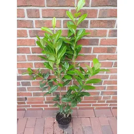 pflanzen-boering 10 Prunus laurocerasus