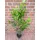 pflanzen-boering 10 Prunus laurocerasus