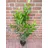 pflanzen-boering 10 Prunus laurocerasus