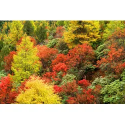Fototapete PAPERMOON "Herbst Wald", bunt, B:3,50m L:2,60m, Vlies, Tapeten