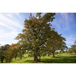 Manufaktur Jörg Geiger Prisecco Weißduftig alkoholfrei