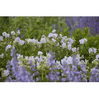 Pflanzen Für Dich Geranium pratense 'Mrs Kendall Clark', Storchschnabel,