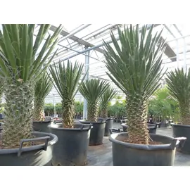 grünwaren Yucca Filifera, 100 cm, Stamm 30 - 40 cm Tambasi Yucca, winterhart -13 Grad