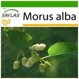 Saflax - Weißer Maulbeerbaum - 200 Samen - Mit keimfreiem Anzuchtsubstrat - Morus alba