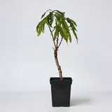 Plant in a Box - Prunus Bonanza Höhe 60-70cm