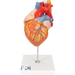 Herzmodell mit Luft- und Speiseröhre, 2-fache Größe, 5-teilig - 3B Smart Anatomy