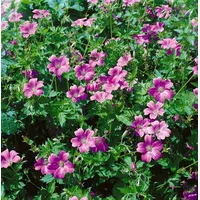 Pflanzen Für Dich Geranium x oxonianum 'Claridge Druce', Storchschnabel