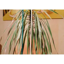 elmar jung product solutions gmbh & co. kg Splittstab Natur Ø 4-4,5mm 50 cm 10er Bund