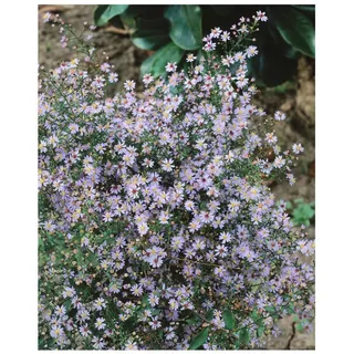 Aster cordifolius 'Blütenregen', Herz-Aster, violett, ca. 11x11 cm Topf