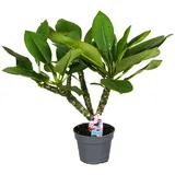 Plant in a Box - Plumeria rubra - Höhe 45-55cm - Topf 17cm