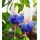 BALDUR Garten 3x Winterharte Fuchsie 'Blue Sarah', Pflanzen im 9x9 cm-Topf, Gartenfuchsien, Freilandfuchsien, Fuchsia, winterharte Staude, mehrjährig, pflegeleicht, für Standort im Schatten geeignet