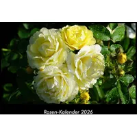 Vero Kalender Rosen-Kalender 2026 Fotokalender DIN A3 von Tobias