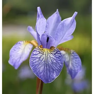2er-Set - winterhart - Iris Sibirica-Hybr., blau - sibirische Wieseniris - Wasserpflanzen Wolff