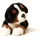 Uni-Toys Berner Sennenhund Welpe liegend 24 cm