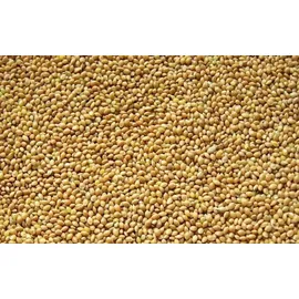 dtp-soft Gelb-Weiß-Hirse, loses Vogelfutter, Körnerfutter, Kanarienvogel, Wellensittich (20 kg)