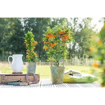 PlantaPro Pyracantha 'Orange Glow' 125–150 cm – Winterhart, Immergrün, Pflegeleicht – Feuerdorn – Heckenpflanze für Garten & Sichtschutz