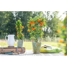 PlantaPro Pyracantha 'Orange Glow' 125–150 cm – Winterhart, Immergrün, Pflegeleicht – Feuerdorn – Heckenpflanze für Garten & Sichtschutz