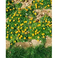 Pflanzen Für Dich Ranunculus ficaria 'Flore Pleno', Scharbockskraut, gefüllt,