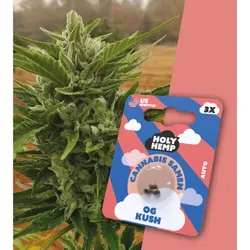 Holy Hemp Cannabissamen – OG Kush