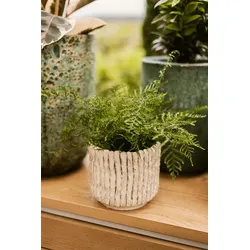 Wikholm form Design Pflanzgefäß / Blumentopf Terrakotta creme ⌀ 15 x H 17 cm
