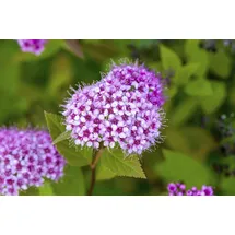 Pflanzen Für Dich Spiraea japonica Froebelii Japanische Spiere Rosa Blüten 40–60 cm