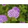 Pflanzen Für Dich Spiraea japonica Froebelii Japanische Spiere Rosa Blüten 40–60 cm