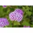 Pflanzen Für Dich Spiraea japonica Froebelii Japanische Spiere Rosa Blüten 40–60 cm