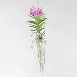 Plant in a Box - Vanda-Orchidee - Vanda 'Pink' - Höhe 45-55cm