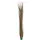 Europalms Schilfgras, khaki, 127cm