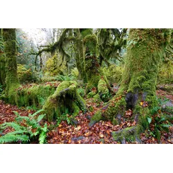 Fototapete PAPERMOON "TROPISCHER WALD-BAUM DSCHUNGEL SONNE WEG PFLANZE FARNE", bunt, B:3,50m L:2,60m, Vlies, Tapeten