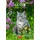 Harenberg Katzen Wochenplaner 2027 - 53 faszinierende Fotografien Thomas Huhnold / Harenberg) / Kalender