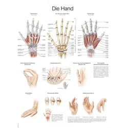 Lehrtafel Die Hand  50x70cm