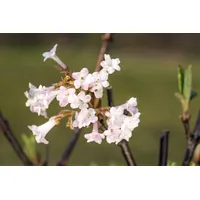 Pflanzen Für Dich Viburnum bodnantense 'Charles Lamont', Duftschneeball, rosa,