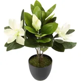 I.GE.A. Kunstpflanze Magnolie, im Topf Höhe 45 cm