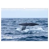 Calvendo Wale (Wandkalender 2026 DIN A3 quer) CALVENDO Monatskalender