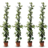 sunny tree Jasmin - Toskanischen Jasmin - Trachelospermum Jasminoides 160 cm A+ ware (4pcs)