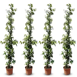 sunny tree Jasmin - Toskanischen Jasmin - Trachelospermum Jasminoides 160 cm A+ ware (4pcs)