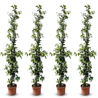 sunny tree Jasmin - Toskanischen Jasmin - Trachelospermum Jasminoides 160 cm A+ ware (4pcs)