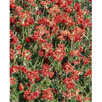 Pflanzen Für Dich Antennaria dioica 'Rotes Wunder' Katzenpfötchen, ca.