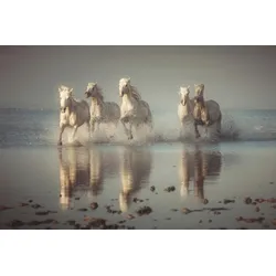 Fototapete PAPERMOON "Photo-Art ROSTOVSKIY ANTON, CAMARGUE-PFERDE", bunt, B:4,50m L:2,80m, Vlies, Tapeten