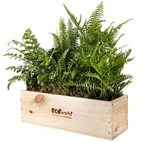 vdvelde.com - Ecoworld Box Luftreinigende Farnen - 3 Grüne Farne - Grünpflanzen - Nachhaltige Holzkiste - Inkl. Dünger und praktischer Feuchtigkeitsmeseer