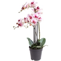 Nova-Nature künstliche Orchidee Bora (Orchideen Pflanze/Phalaenopsis) im schwarzen Kunststofftopf mit Rispen, Blättern und Luftwurzeln real Touch (Creme-pink, ca. 60 cm / 3 Rispen)