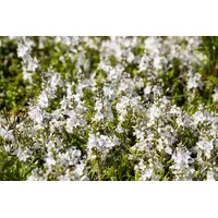 Pflanzen Für Dich Veronica prostrata 'Blue Sheen', Ehrenpreis, blau,