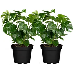 Fensterblatt  - Monstera deliciosa, Höhe 50-60 cm,  Ø17cm, 2er Set