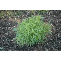 PlantaPro Artemisia dracunculus 9x9 cm Topf – Mehrjährig & Pflegeleicht & Winterhart – Estragon – Kräuterpflanze für Topf & Kräutergarten