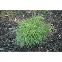 PlantaPro Artemisia dracunculus 9x9 cm Topf – Mehrjährig & Pflegeleicht & Winterhart – Estragon – Kräuterpflanze für Topf & Kräutergarten
