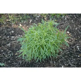 PlantaPro Artemisia dracunculus 9x9 cm Topf – Mehrjährig & Pflegeleicht & Winterhart – Estragon – Kräuterpflanze für Topf & Kräutergarten