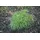 PlantaPro Artemisia dracunculus 9x9 cm Topf – Mehrjährig & Pflegeleicht & Winterhart – Estragon – Kräuterpflanze für Topf & Kräutergarten