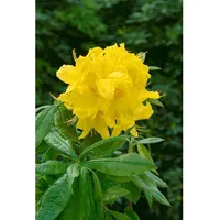 Pflanzen Für Dich Rhododendron luteum 'Goldstück', gelb, 30–40 cm